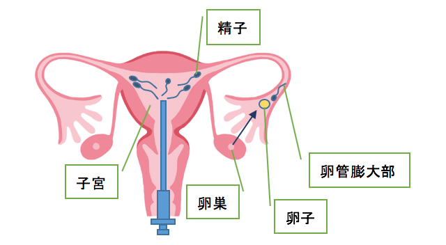 まで の 時間 受精 体外受精の胚移植をするまでにかかる時間とは？｜ウィルモ｜六本木レディースクリニック