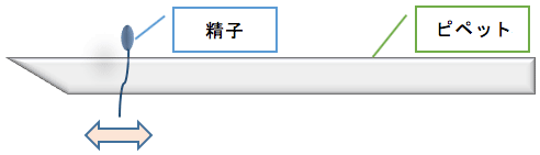 精子の選択