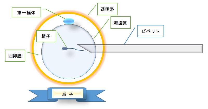 顕微授精後の卵子の状態