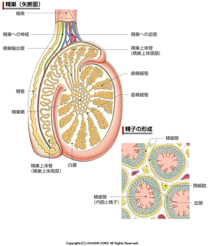 精巣（矢断面）・精子の形成