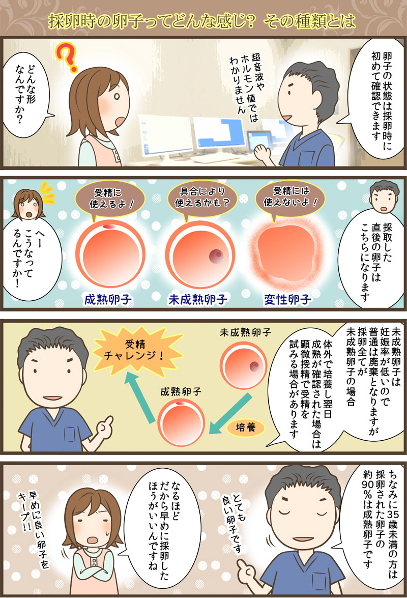 採卵時の卵子ってどんな感じ？その種類とは