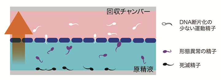 膜構造を用いた生理学的精子選択術