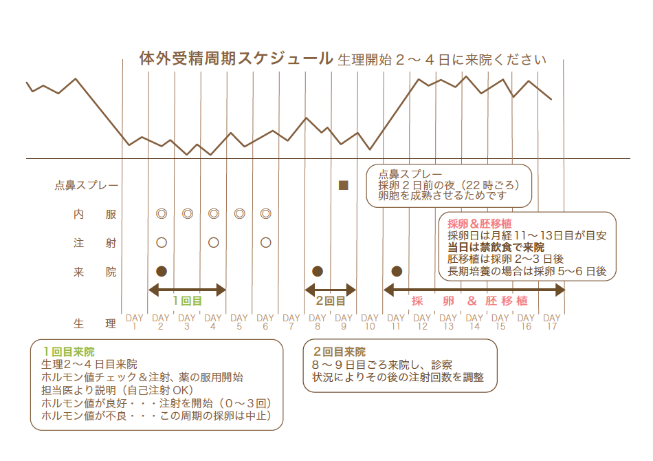 体外受精周期スケジュール