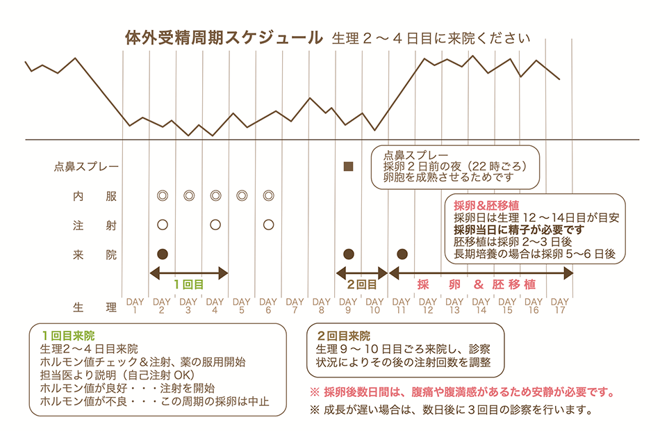 体外受精周期スケジュール