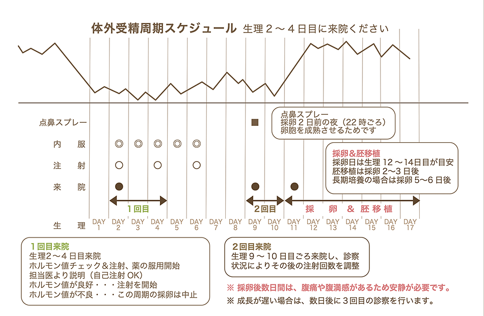 体外受精周期スケジュール